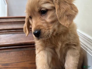 Golden Retriever dogs Guss - Ad 35