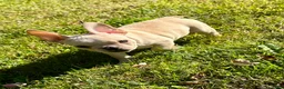 French Bulldog dogs for sale: French Bulldog Cooper - Ad 3