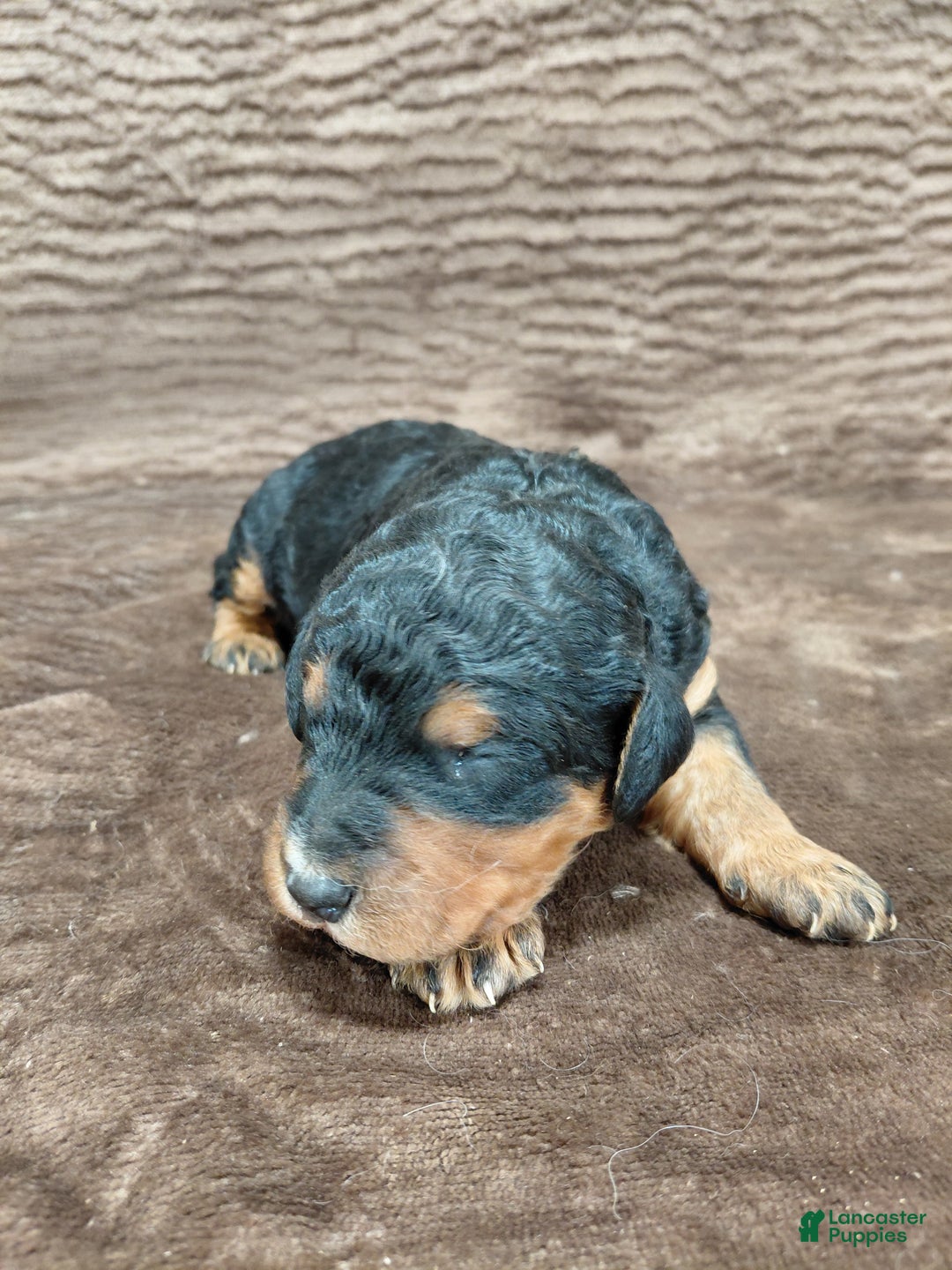 Bernedoodle dogs for sale: Bear - Ad 9