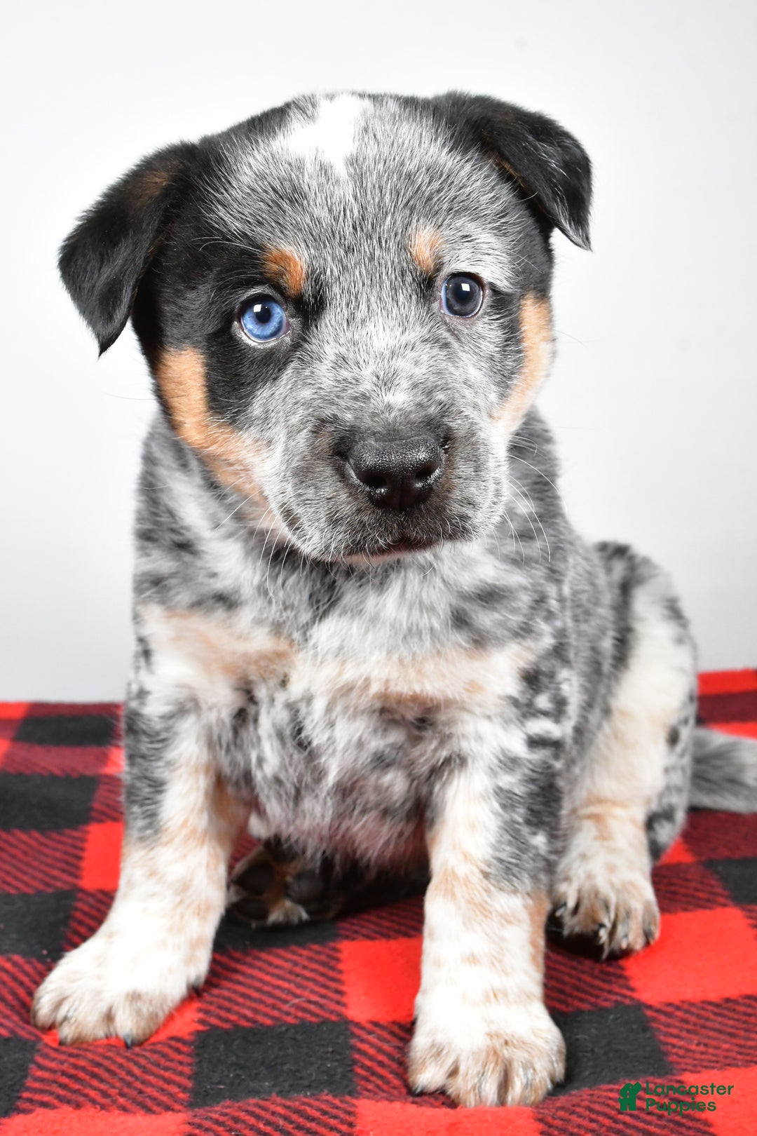 Australian Cattle Dog dogs for sale: Sammy - Ad 2