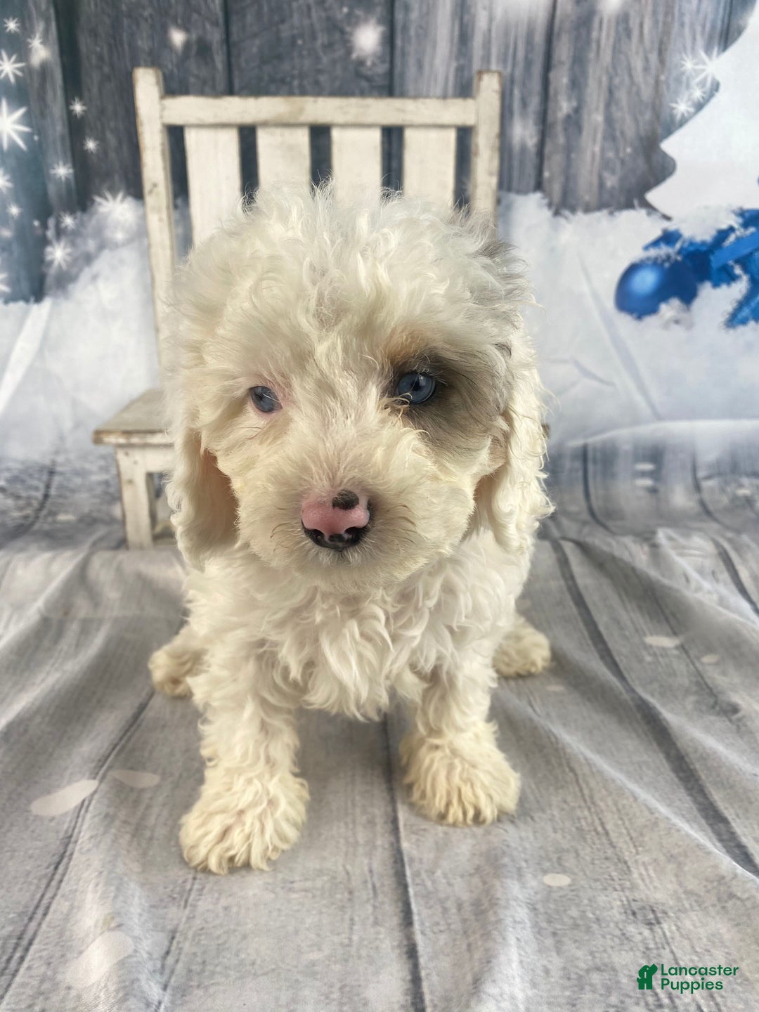 Cavapoo dogs for sale: Starry - Ad 4