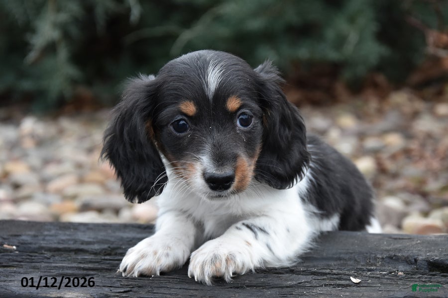 Miniature Dachshund dogs Slinky - Ad 2