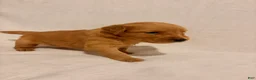 Golden Retriever dogs for sale: Golden Retriever 6 - Ad 2