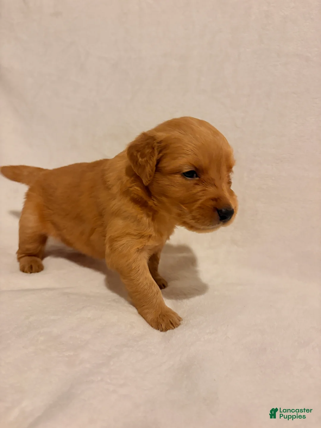 Golden Retriever dogs for sale: Golden Retriever 6 - Ad 2