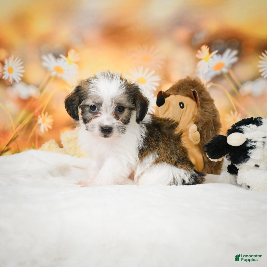 Yorkiepoo dogs Odal - Ad 3