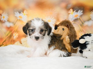 Yorkiepoo dogs Odal - Ad 28