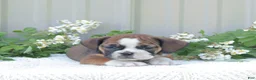 English Bulldog dogs for sale: Jasper - Ad 4