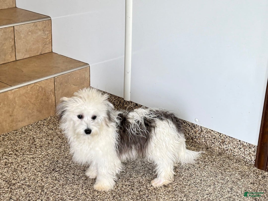 Coton De Tulear dogs for sale: Romeo - Ad 2