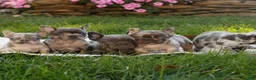 French Bulldog dogs for sale: Max  - Ad 4