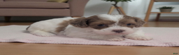 Shihpoo dogs for sale: Bella - Ad 2