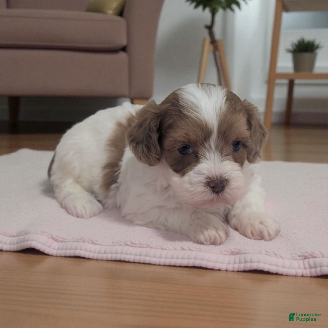 Shihpoo dogs for sale: Bella - Ad 2