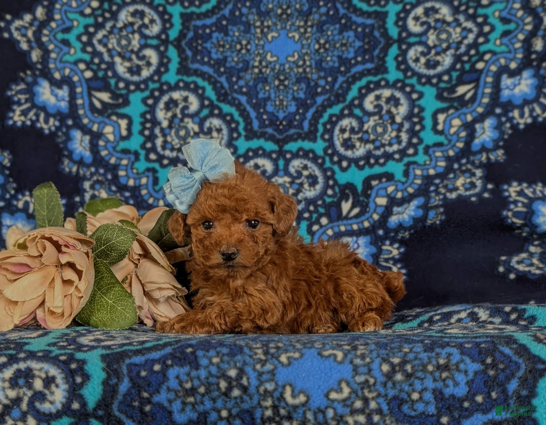 Toy Poodle dogs for sale: Ella - Ad 5