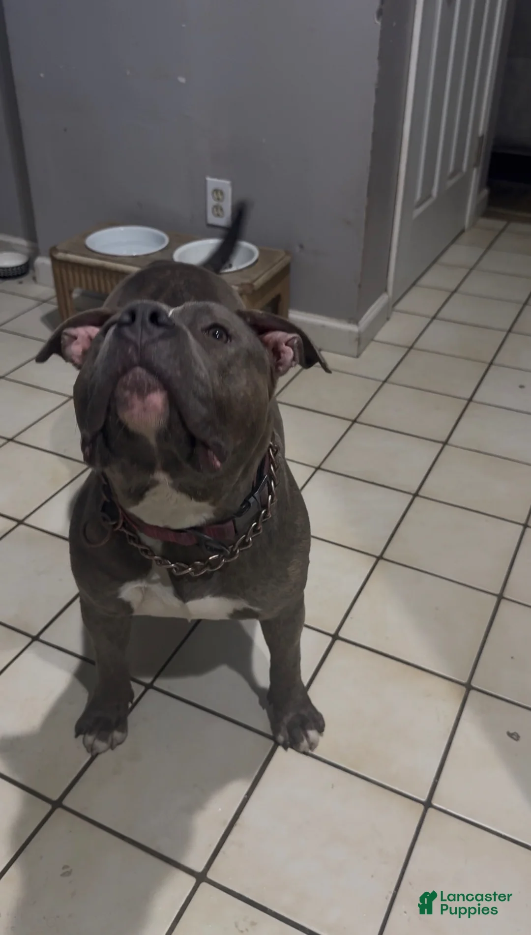 American Bully dogs for sale: American Bully 1 - Ad 6