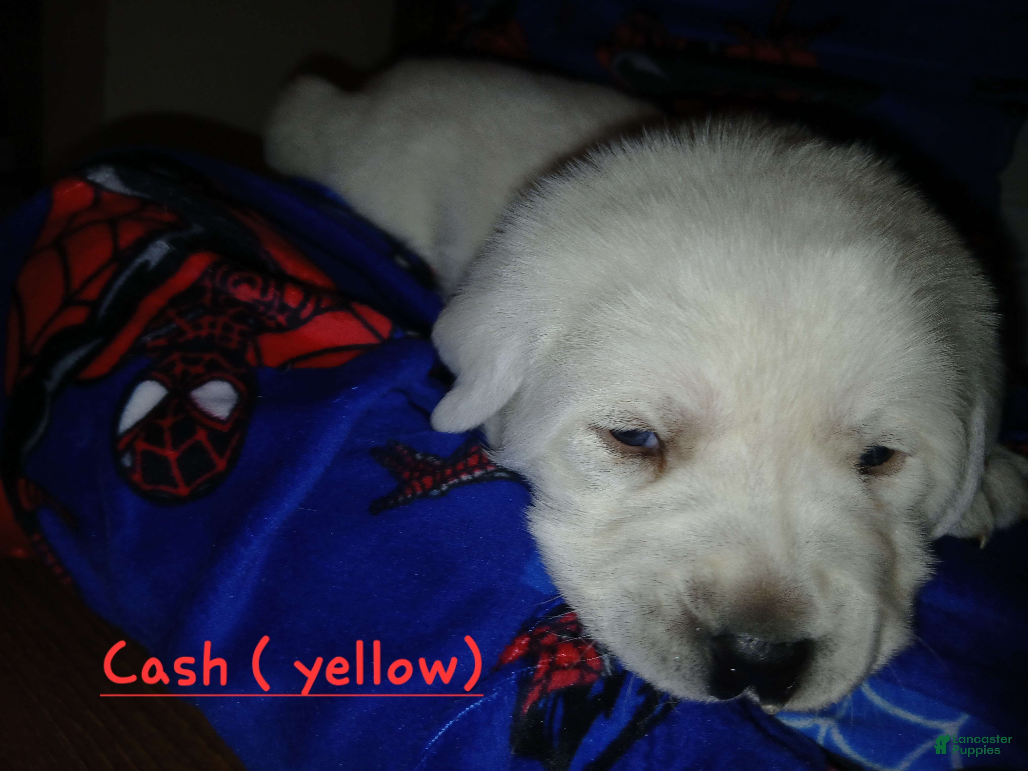 Labrador Retriever dogs Cash - Ad 1