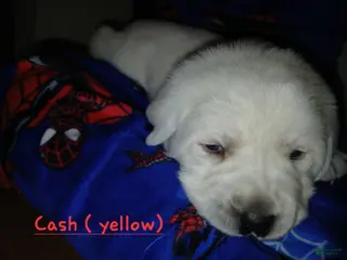 Labrador Retriever dogs for sale: Cash - Ad 4