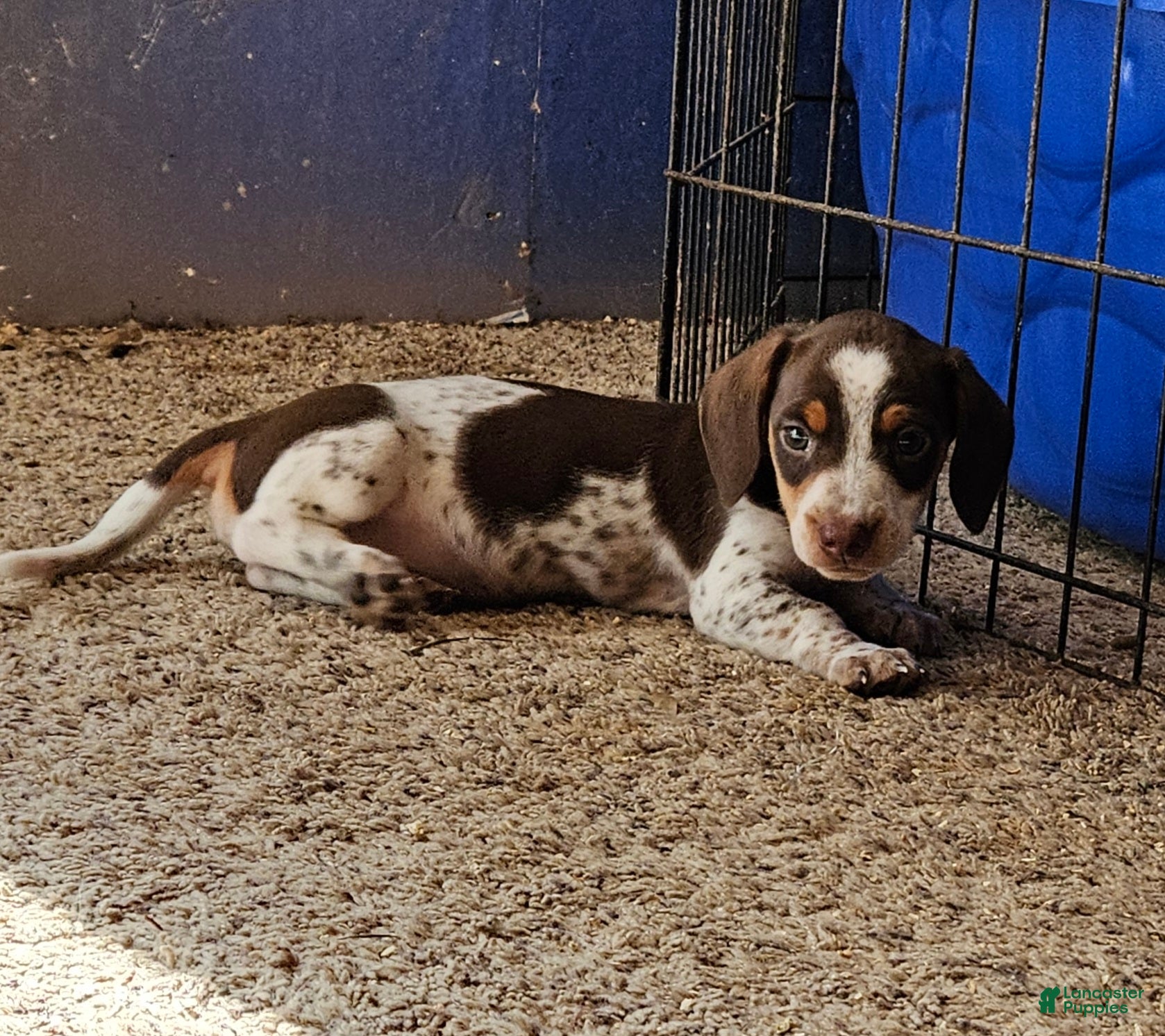 Miniature Dachshund dogs Charlie - Ad 11