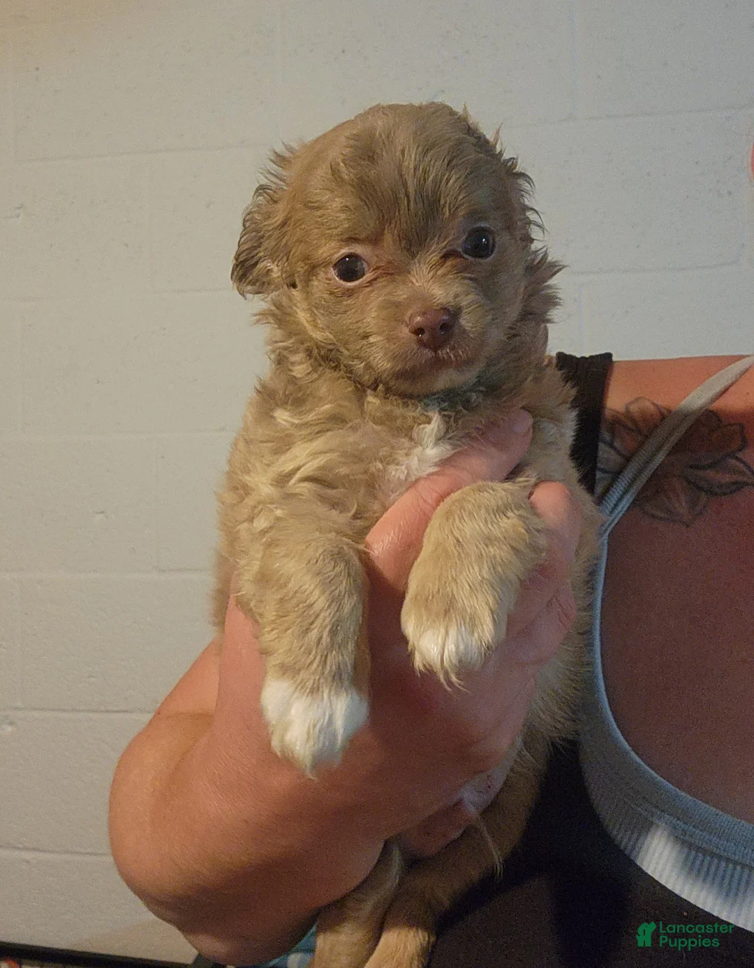 Chihuahua dogs for sale: Jasper - Ad 2