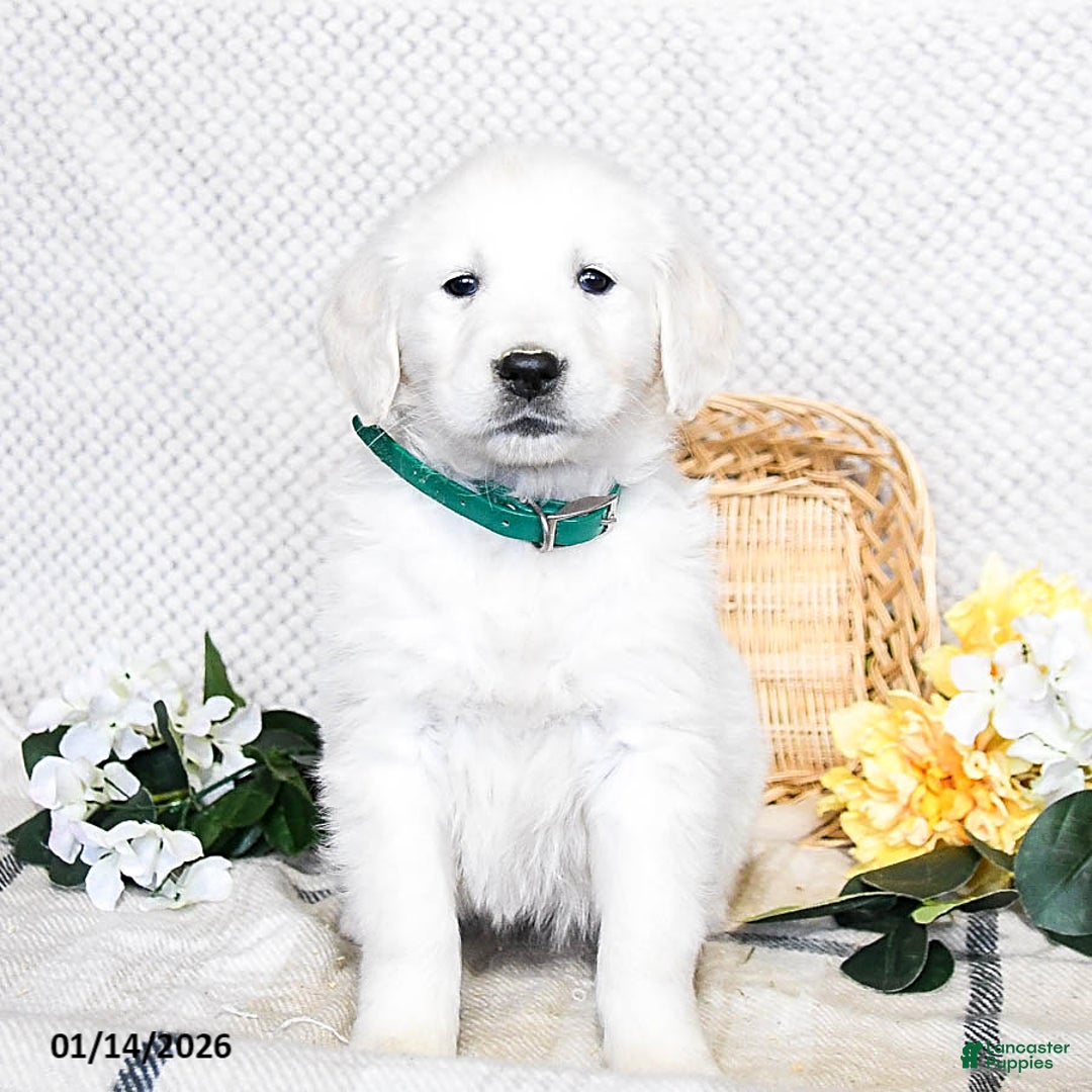 Golden Retriever dogs for sale: Shiloh - Ad 2