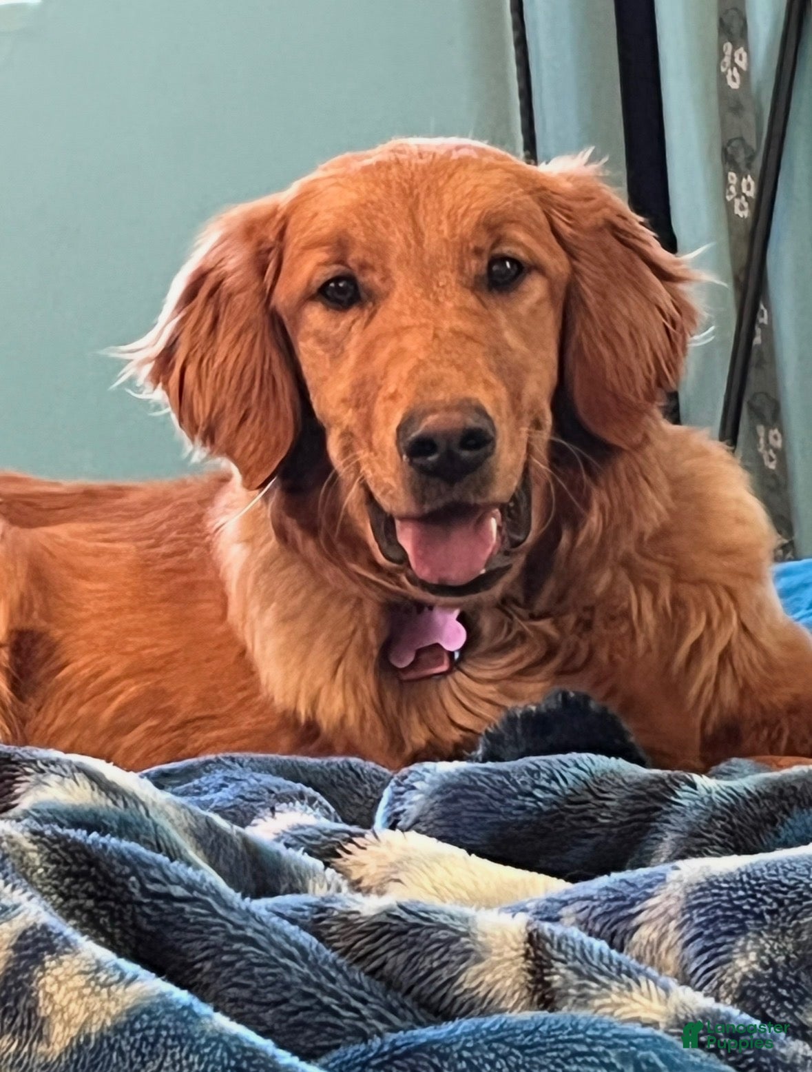Golden Retriever dogs Golden Retriever 6 - Ad 2