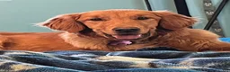 Golden Retriever dogs for sale: Golden Retriever 1 - Ad 2