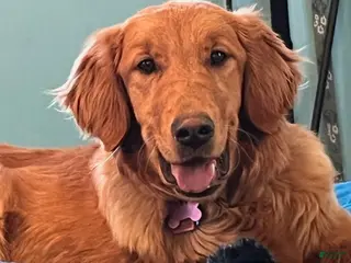 Golden Retriever dogs Golden Retriever 2 - Ad 2