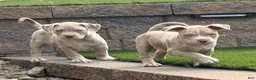 American Bully dogs for sale: Leo - Ad 3