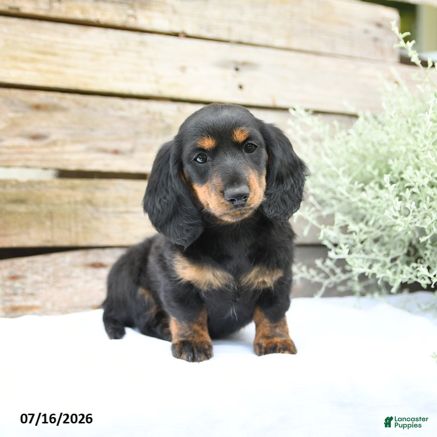 Miniature Dachshund dogs Duchess - Ad 2
