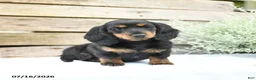 Miniature Dachshund dogs for sale: Duchess - Ad 2