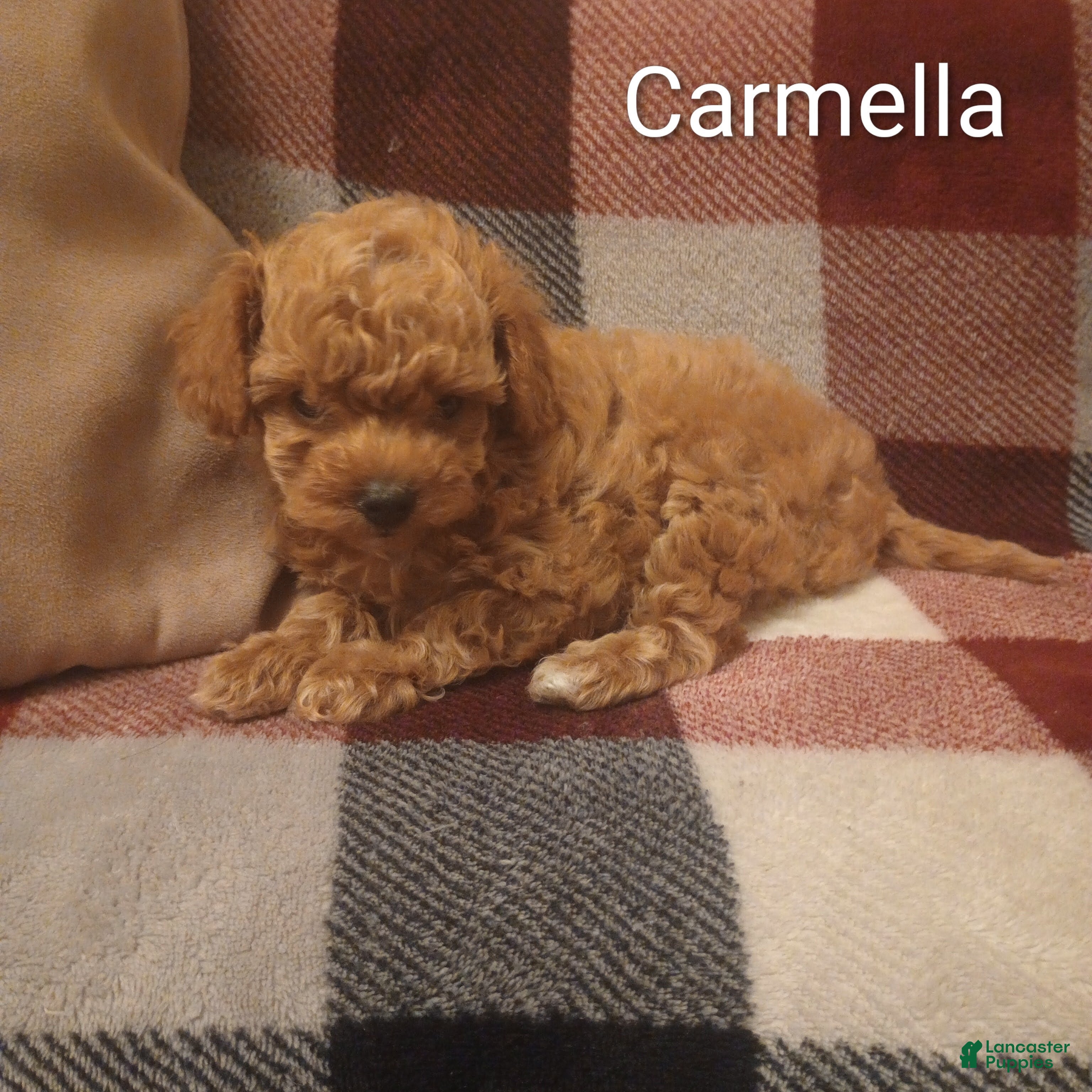 Toy Poodle dogs Carmella - Ad 2