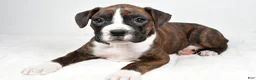 Boxer dogs for sale: Daisy - Ad 8