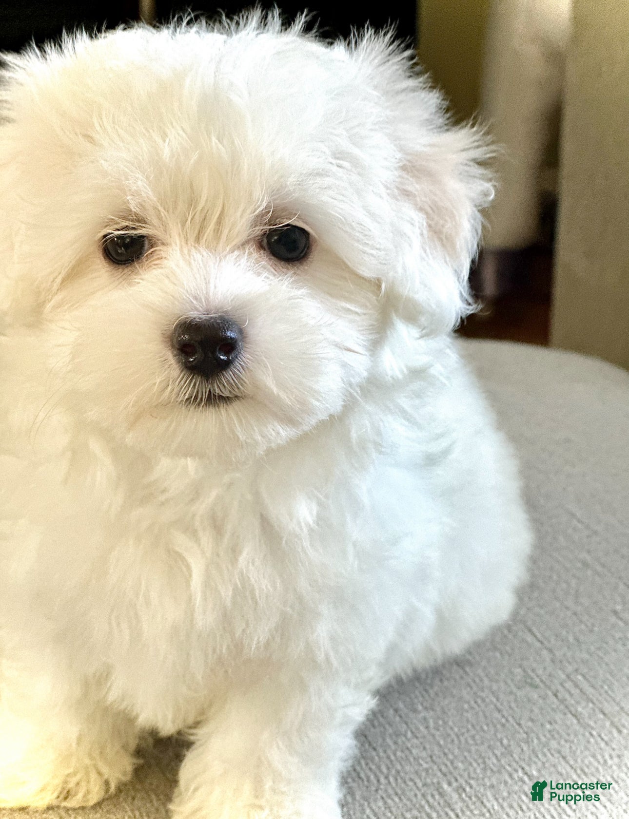 Maltipoo dogs Maltipoo Puppy 1 - Ad 34