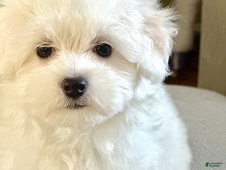 Maltipoo dogs Maltipoo Puppy 1 - Ad 4