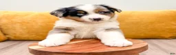 Miniature Australian Shepherd dogs for sale: Bingo - Ad 3