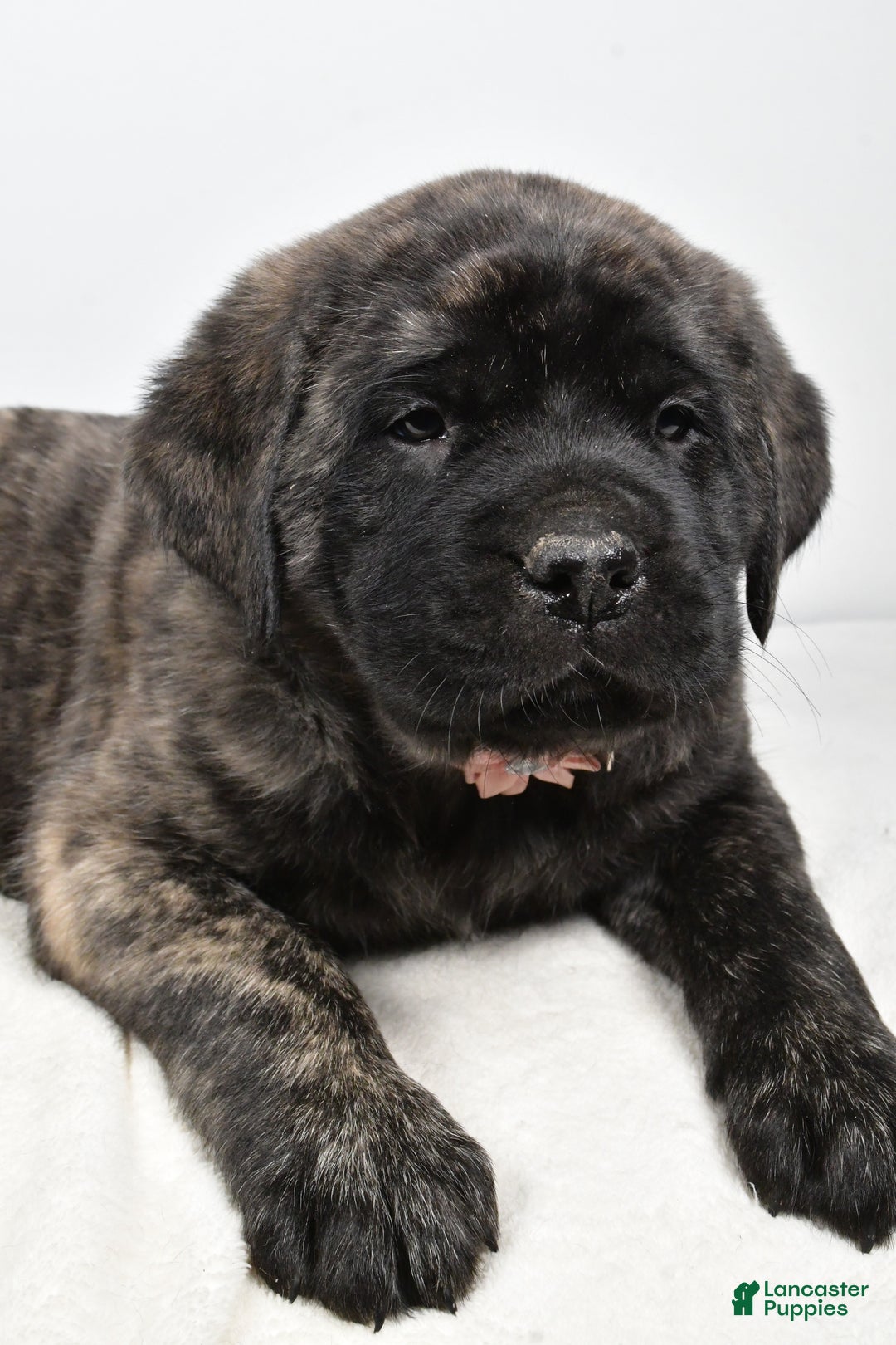 English Mastiff dogs for sale: Sheila - Ad 5
