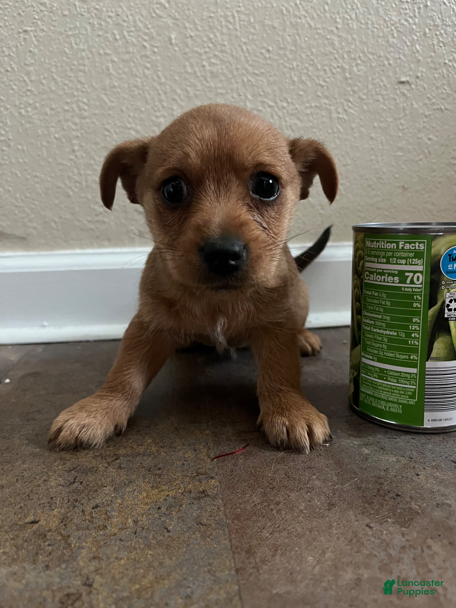 Doxiepoo dogs Little Mary  - Ad 1