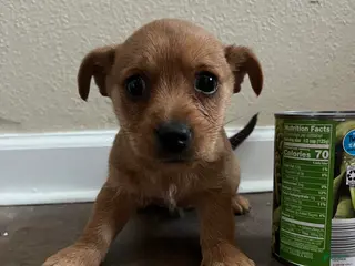 Doxiepoo dogs Little Mary - Ad 1