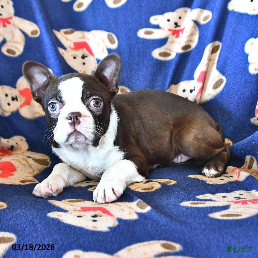 Boston Terrier dogs Mocha - Ad 2
