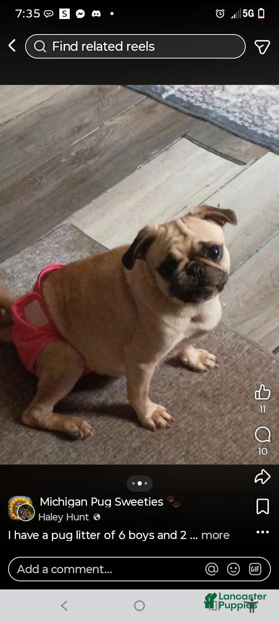 Pug dogs for sale: Jeff - Ad 2
