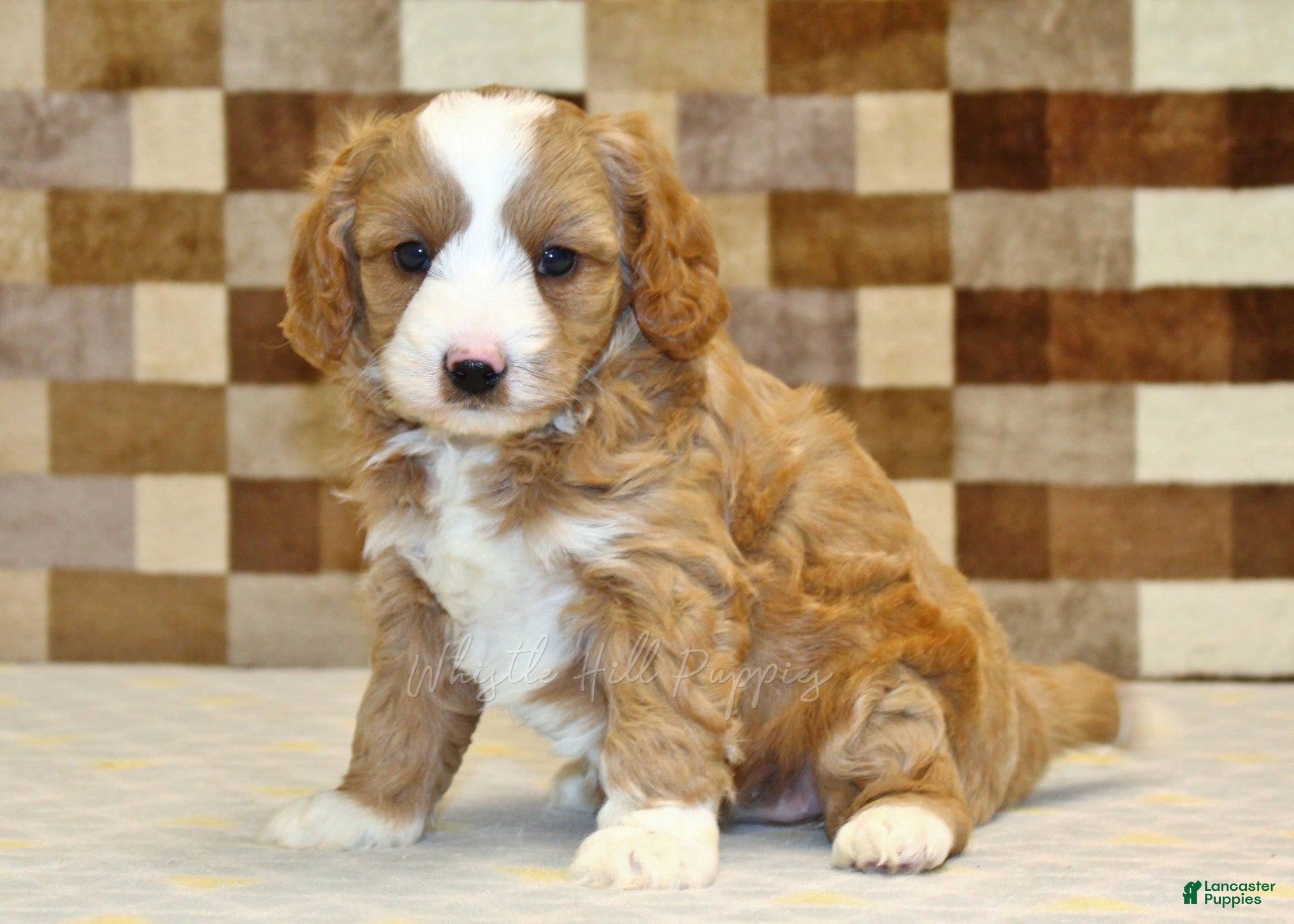Mixed Breed dogs Fancy - Ad 1