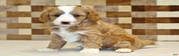 Mixed Breed dogs for sale: Fancy - Ad 1