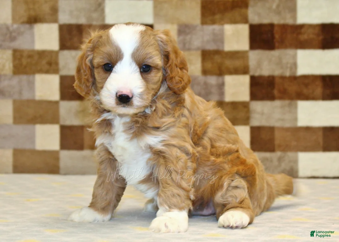 Mixed Breed dogs for sale: Fancy - Ad 1