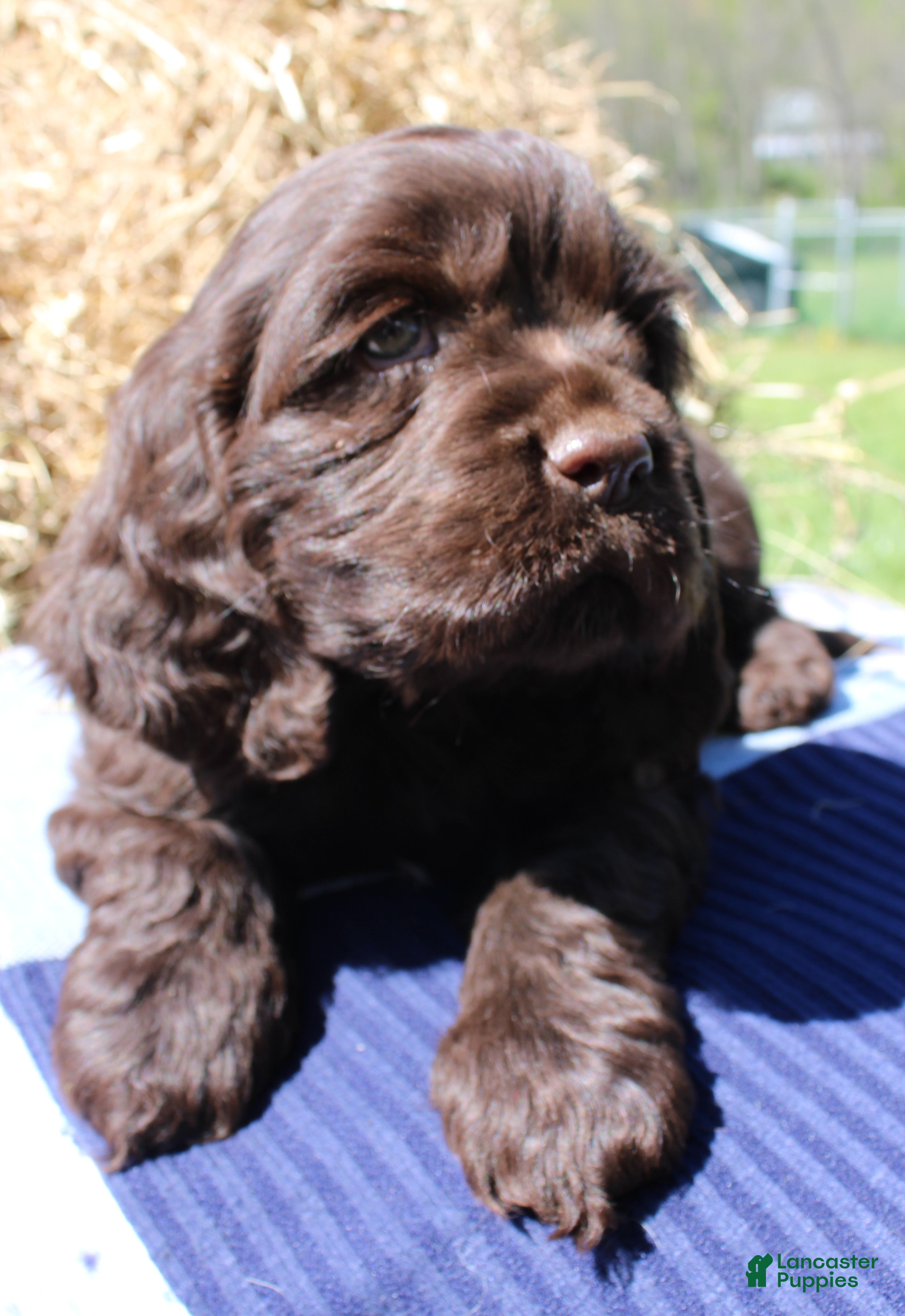 Cocker Spaniel dogs Ruger - Ad 23