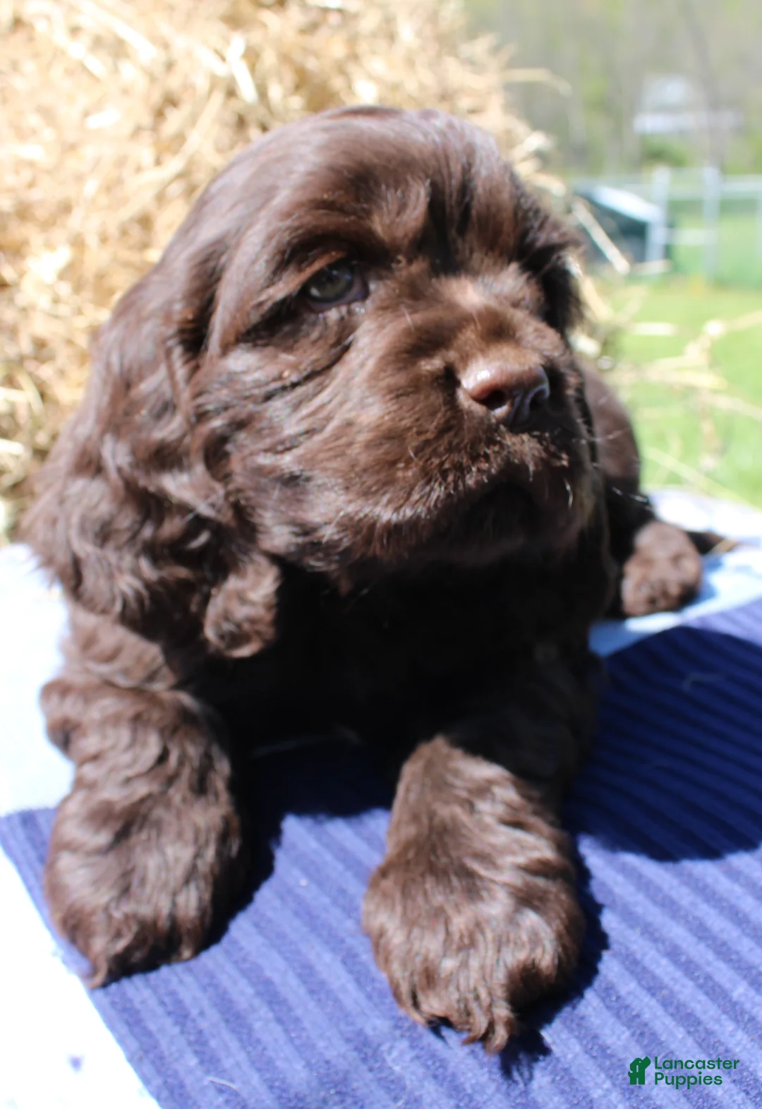 Cocker Spaniel dogs for sale: Ruger - Ad 1