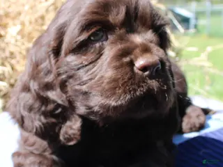 Cocker Spaniel dogs Ruger - Ad 9