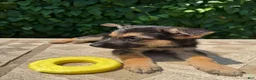 German Shepherd dogs for sale: Bean - Ad 1