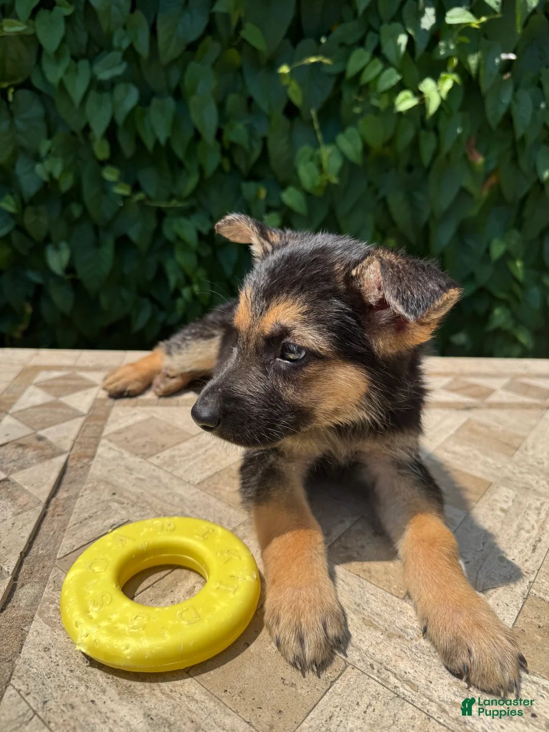 German Shepherd dogs for sale: Bean - Ad 1