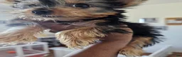 Yorkshire Terrier dogs for sale: Cabana - Ad 6