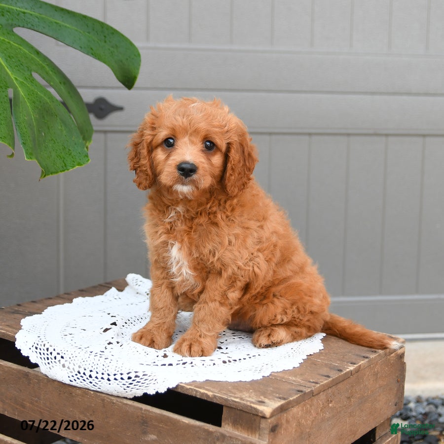 Cavapoo dogs Sonny - Ad 1