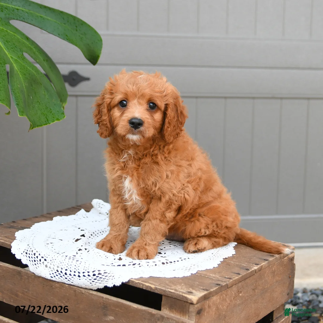 Cavapoo dogs for sale: Sonny - Ad 1