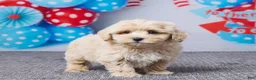 Maltipoo dogs for sale: Cody - Ad 4